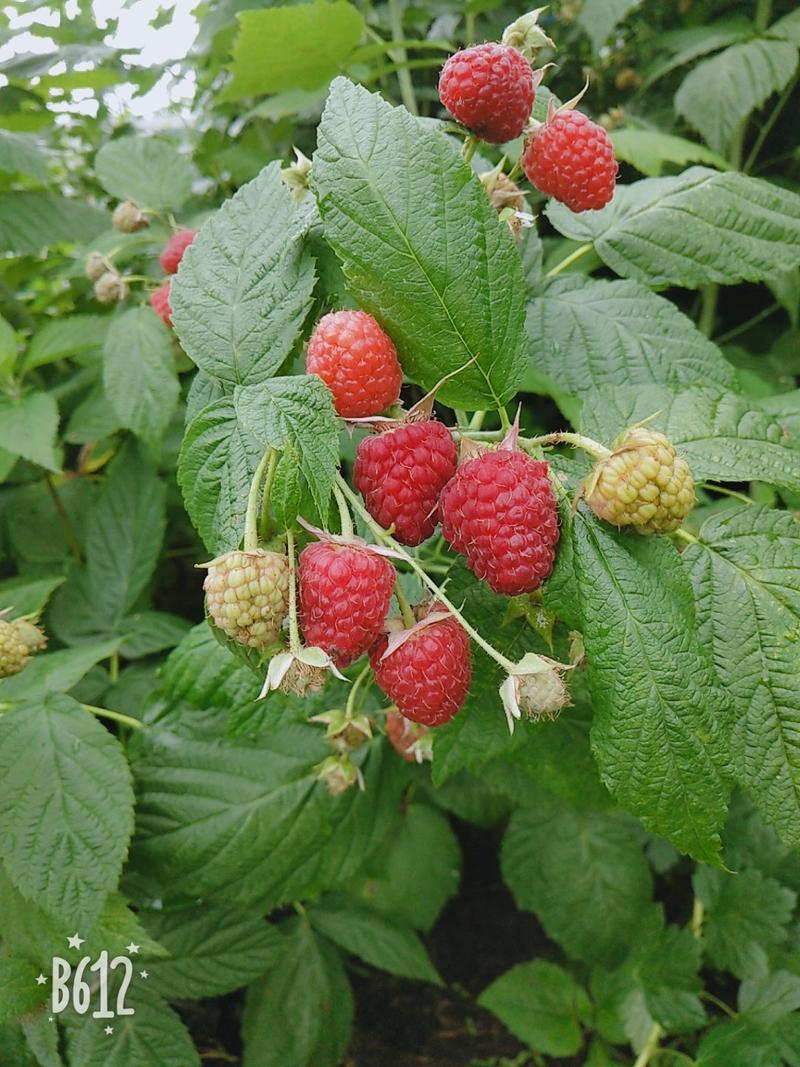 精选红树莓苗2年苗当年结果大果高产保证成活率
