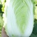 中短棵，黄心大白菜净菜袋装3~5斤