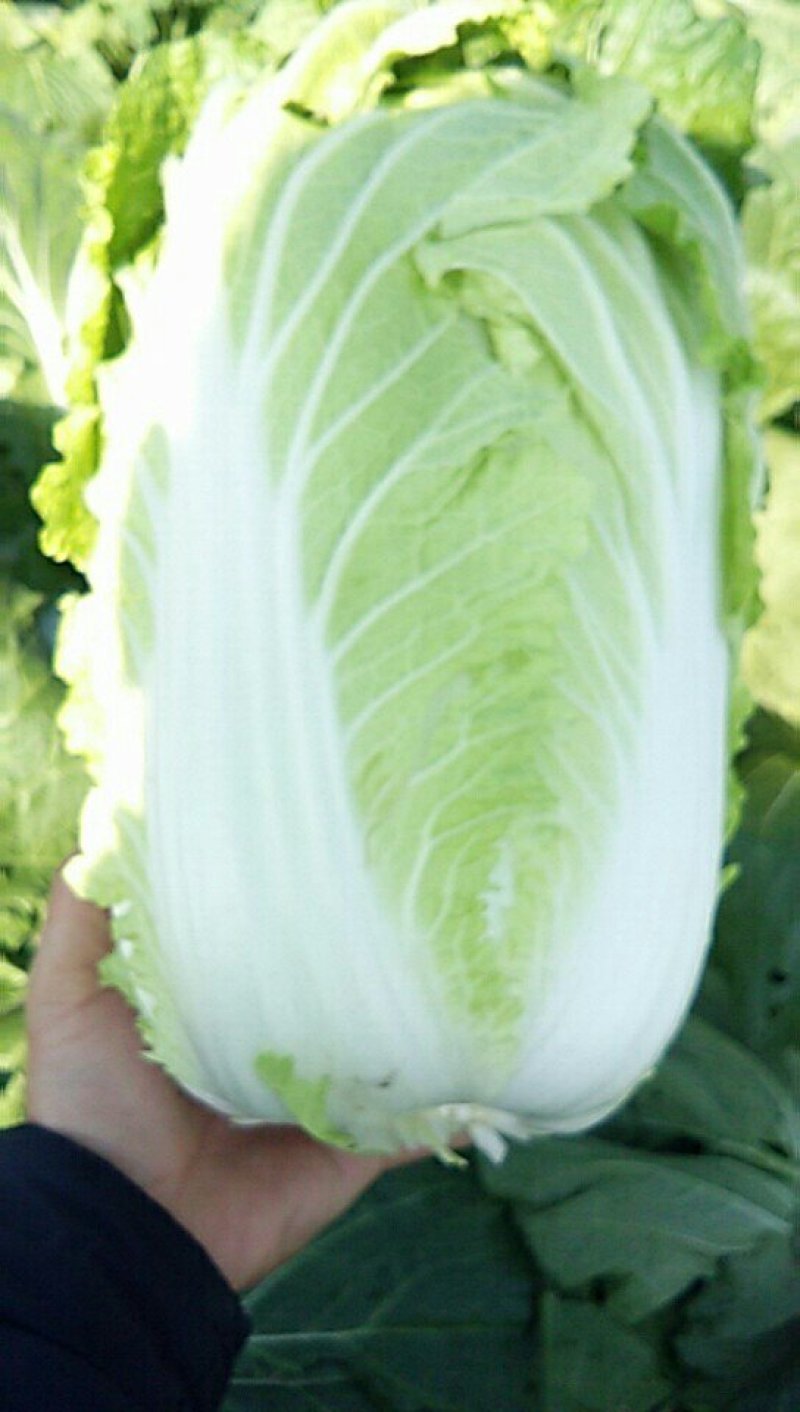 中短棵，黄心大白菜净菜袋装3~5斤