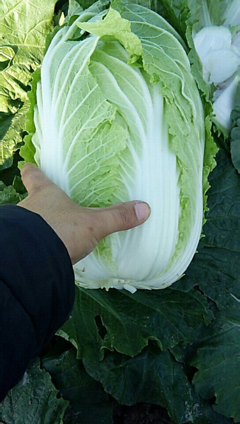 中短棵，黄心大白菜净菜袋装3~5斤