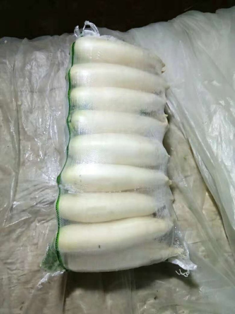 白玉白萝卜