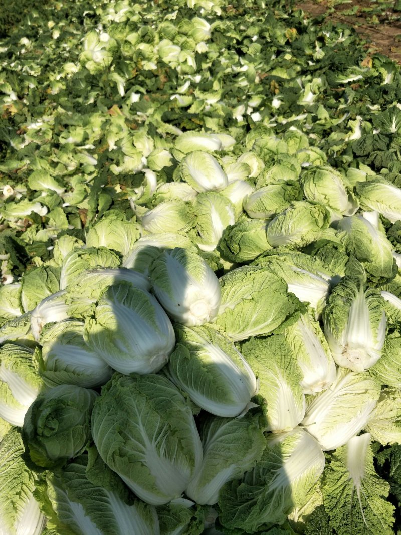 秋宝白菜红萝卜