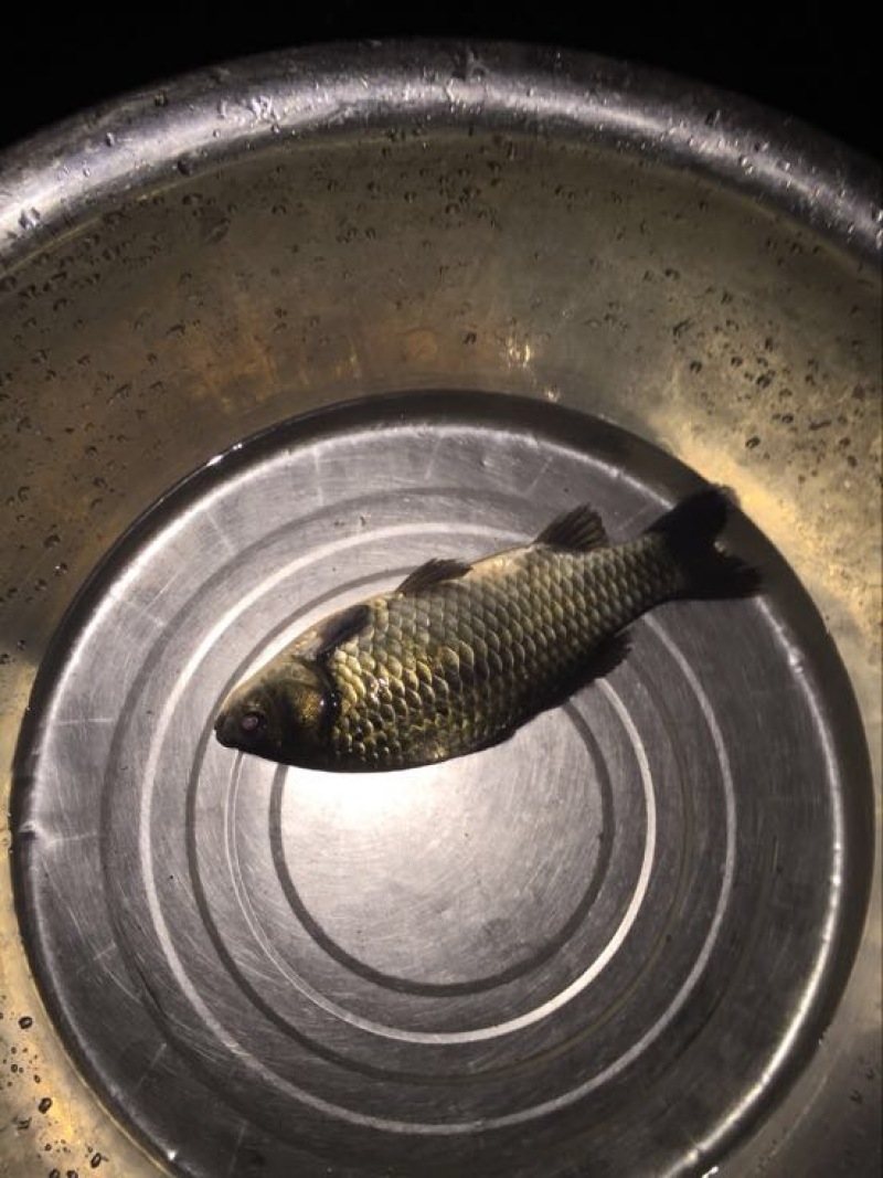 杂交鲫鱼