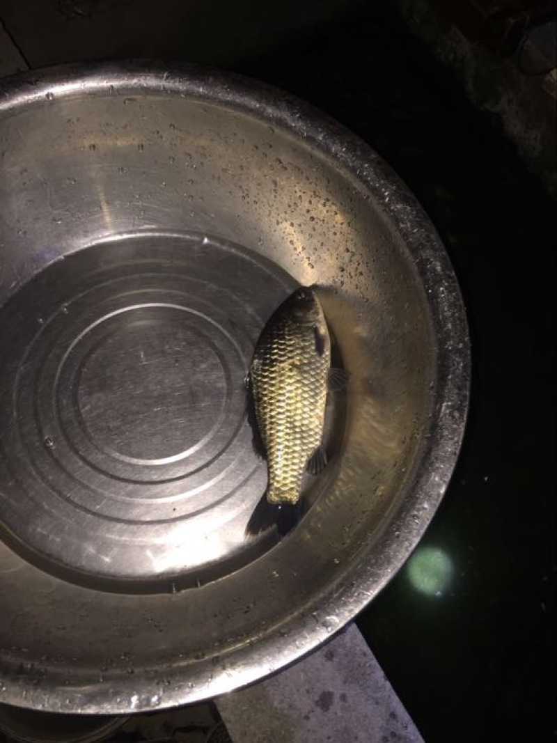 杂交鲫鱼