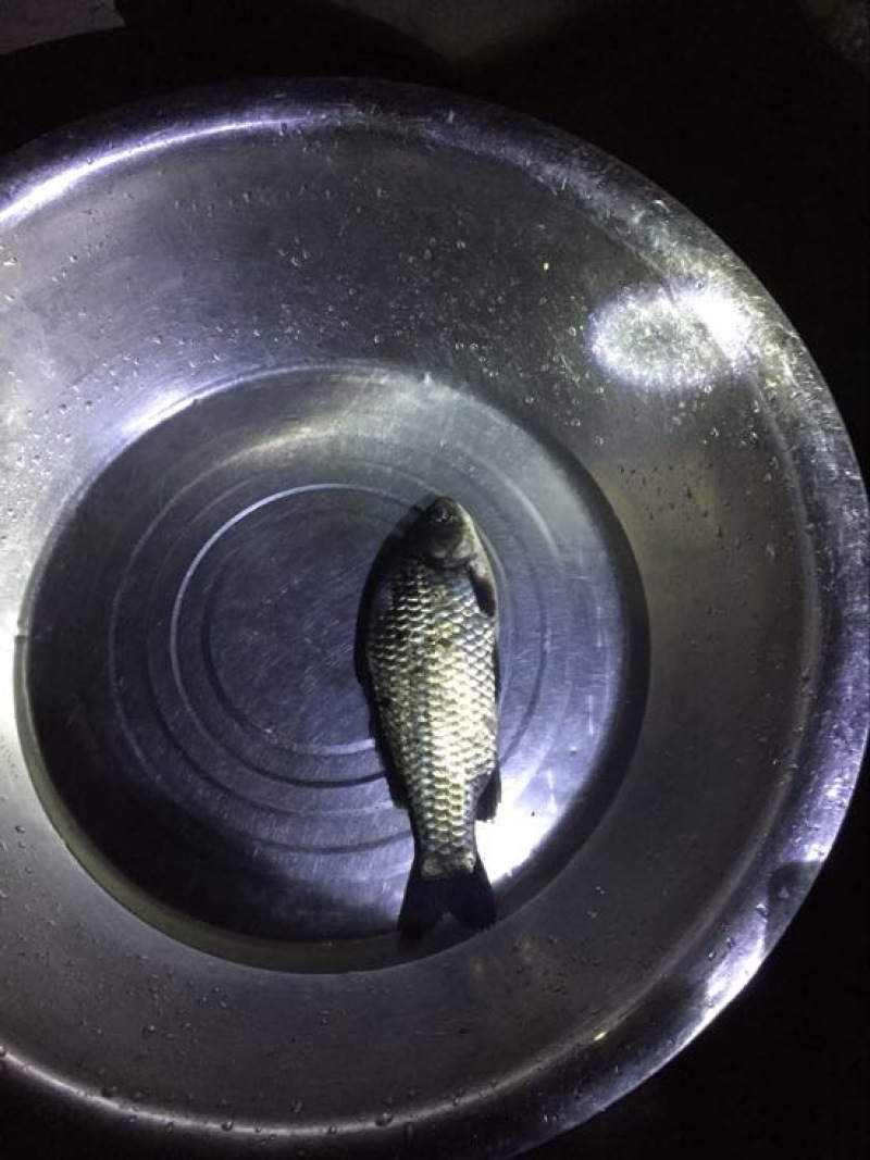 杂交鲫鱼