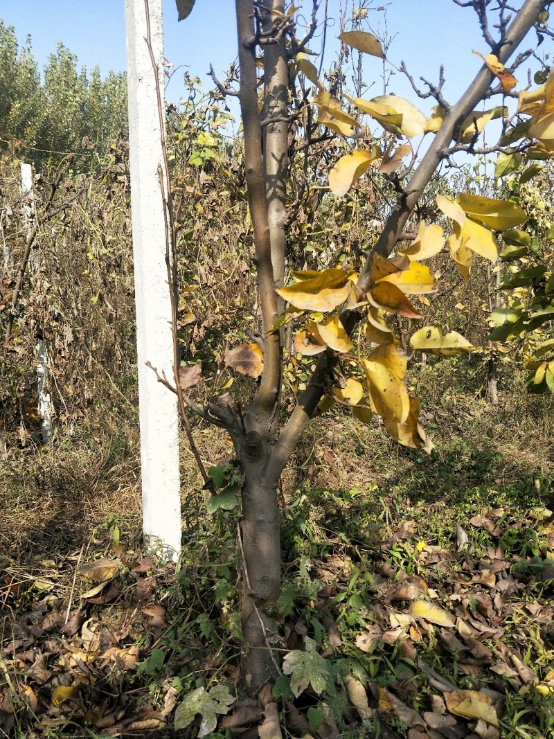 出售梨树