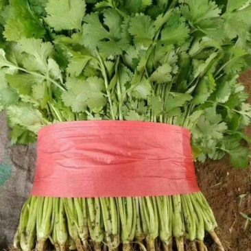 精品蔬菜