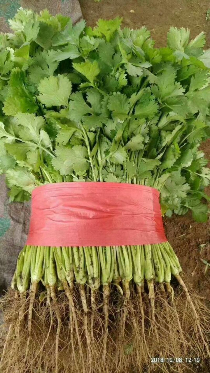 精品蔬菜