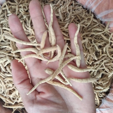 太子参大条选货各种规格无硫精品去尾太子参