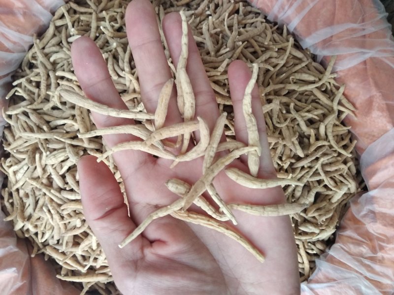 太子参大条选货各种规格无硫精品去尾太子参