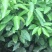 091无籽沃柑苗
