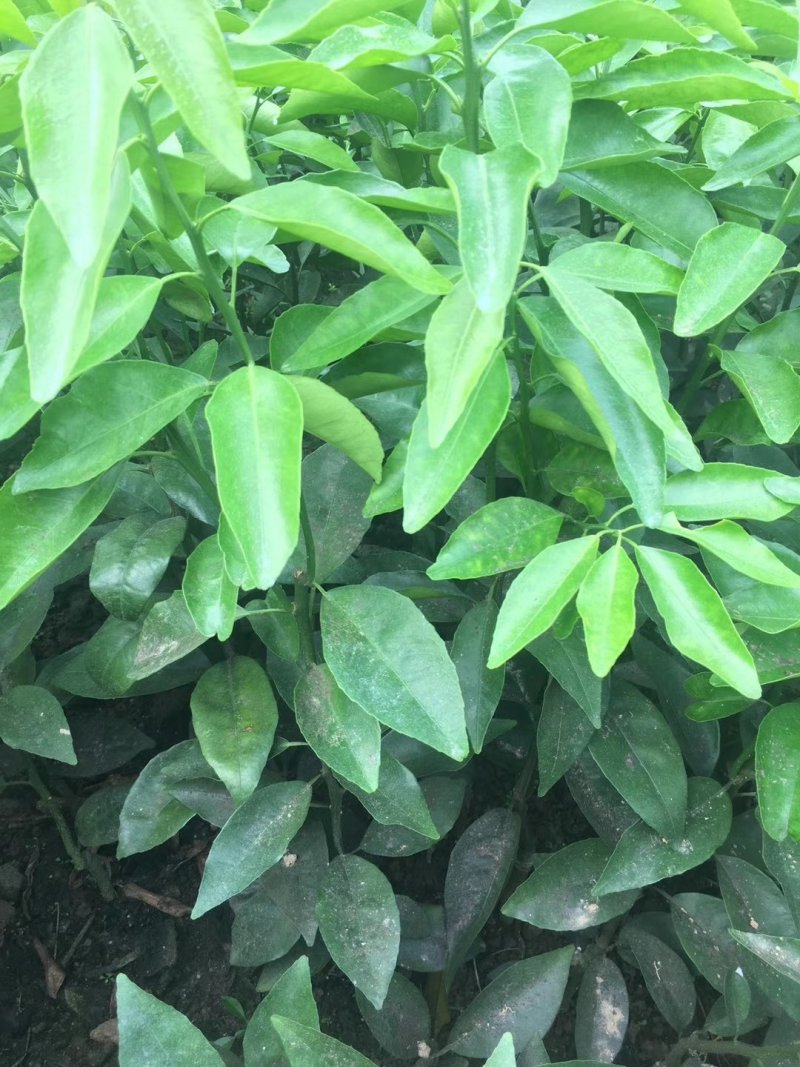 091无籽沃柑苗