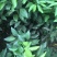 091无籽沃柑苗