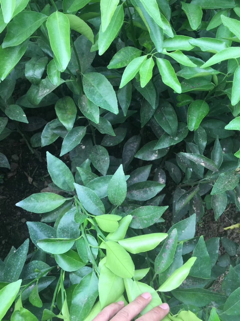 091无籽沃柑苗