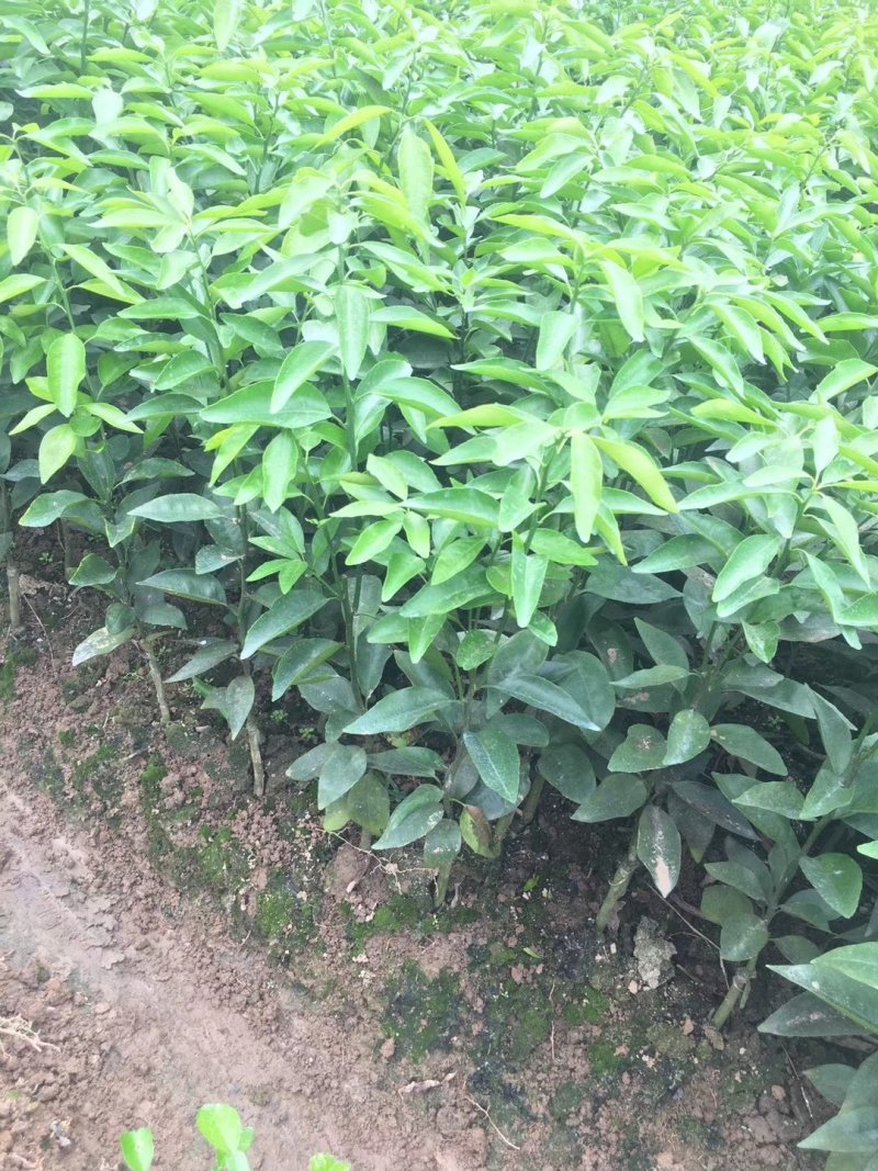 091无籽沃柑苗