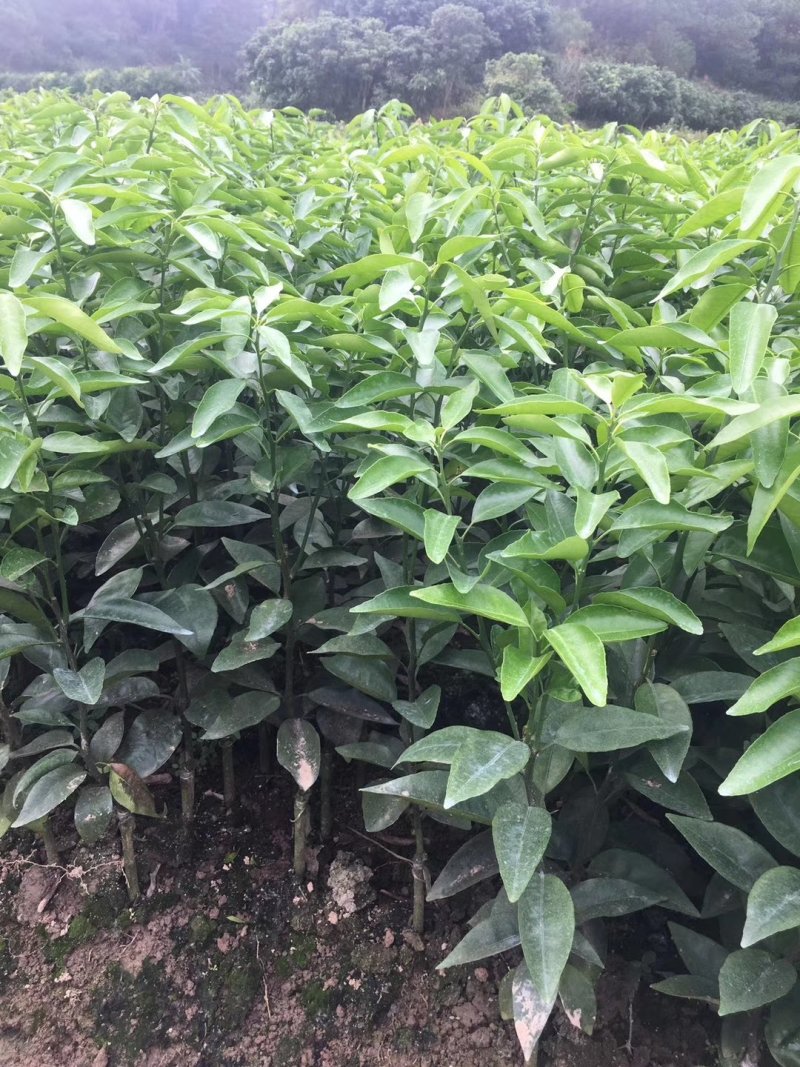 091无籽沃柑苗