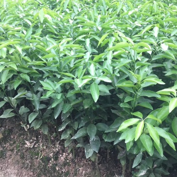091无籽沃柑苗