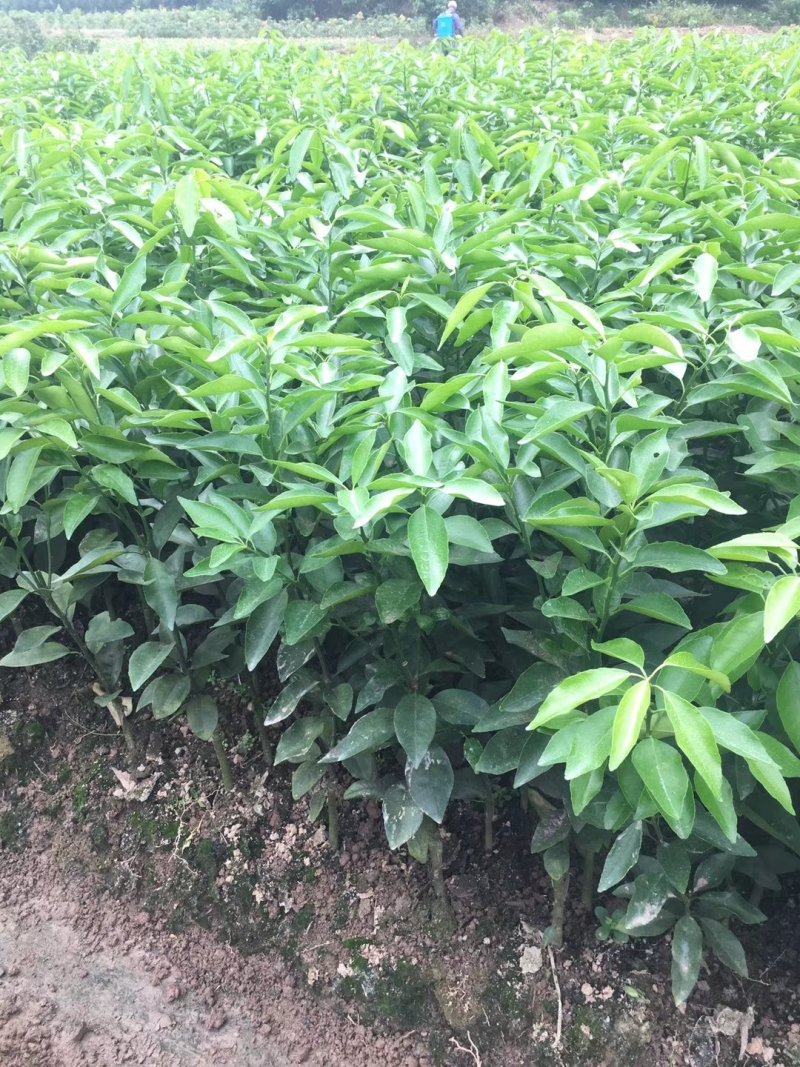 091无籽沃柑苗