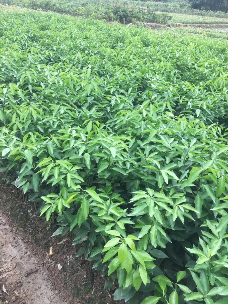 091无籽沃柑苗