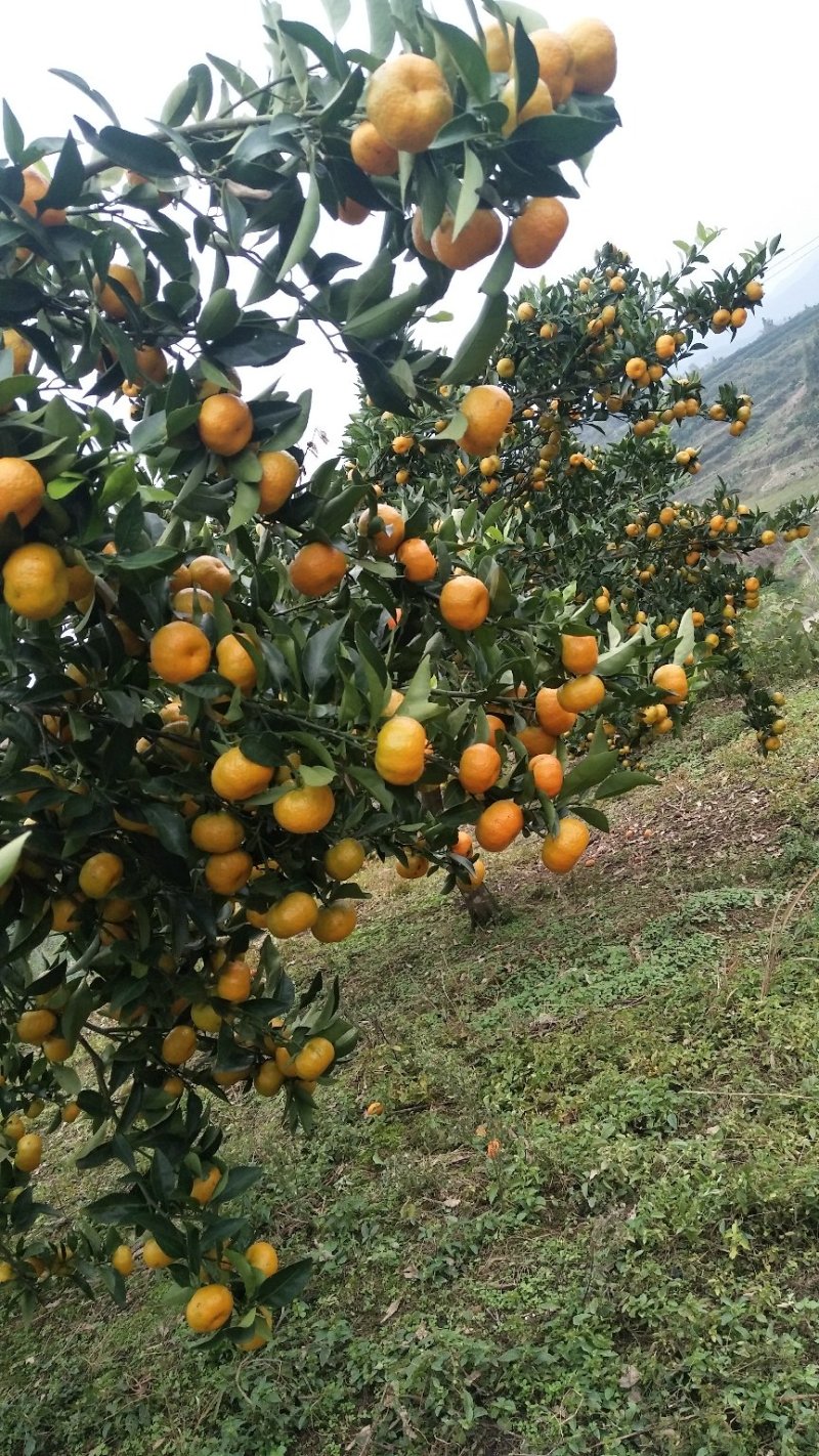 南丰沙糖桂