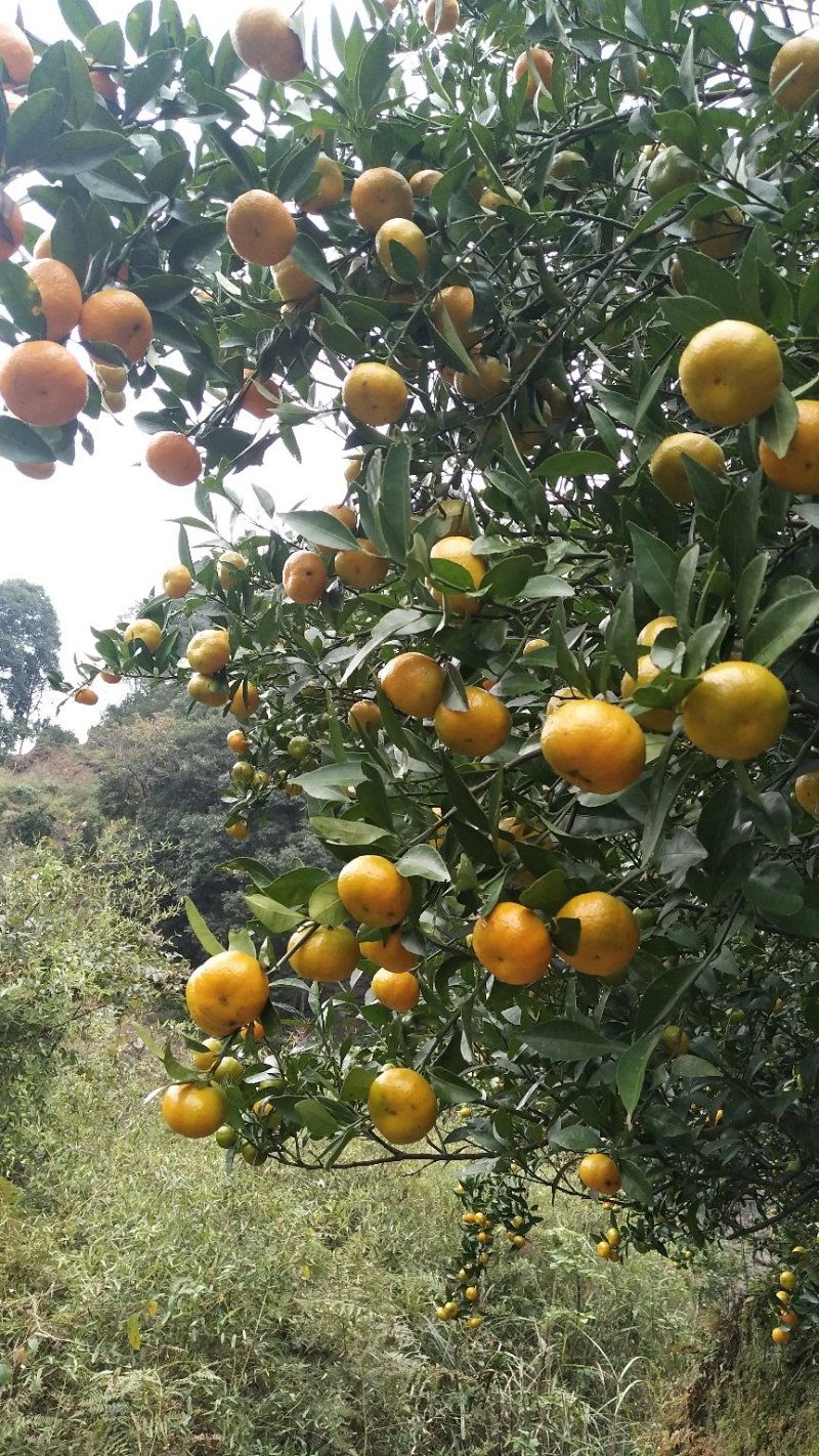 南丰沙糖桂
