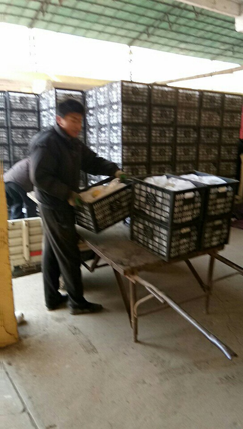 河北精品水晶梨产地发货一手货源欢迎来电