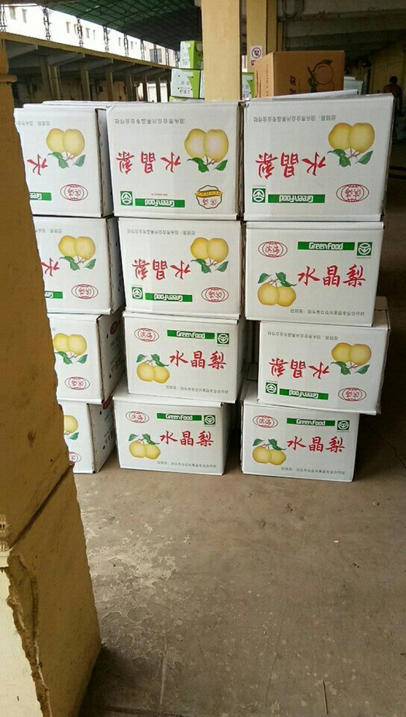 河北精品水晶梨产地发货一手货源欢迎来电