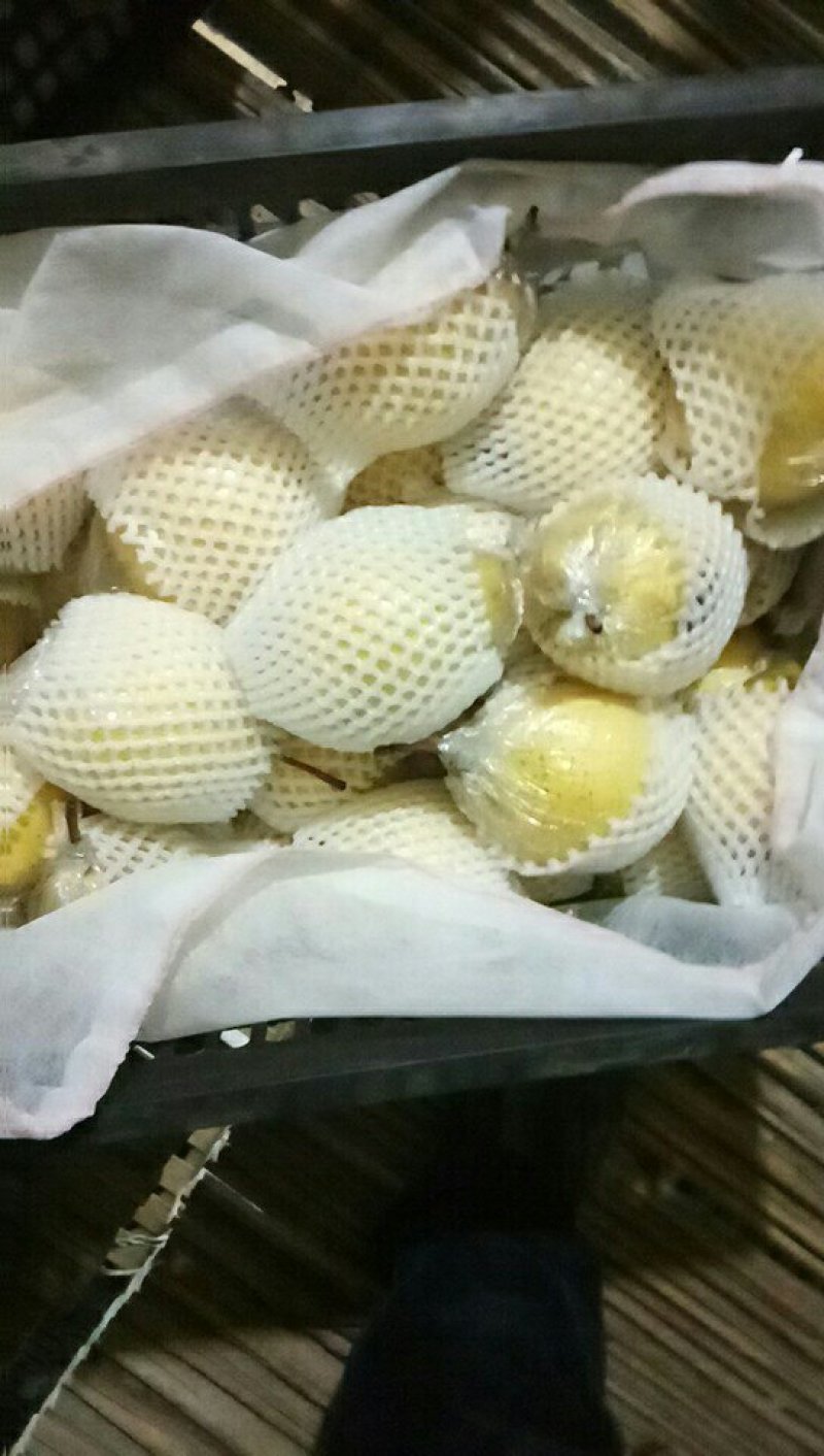 河北精品水晶梨产地发货一手货源欢迎来电
