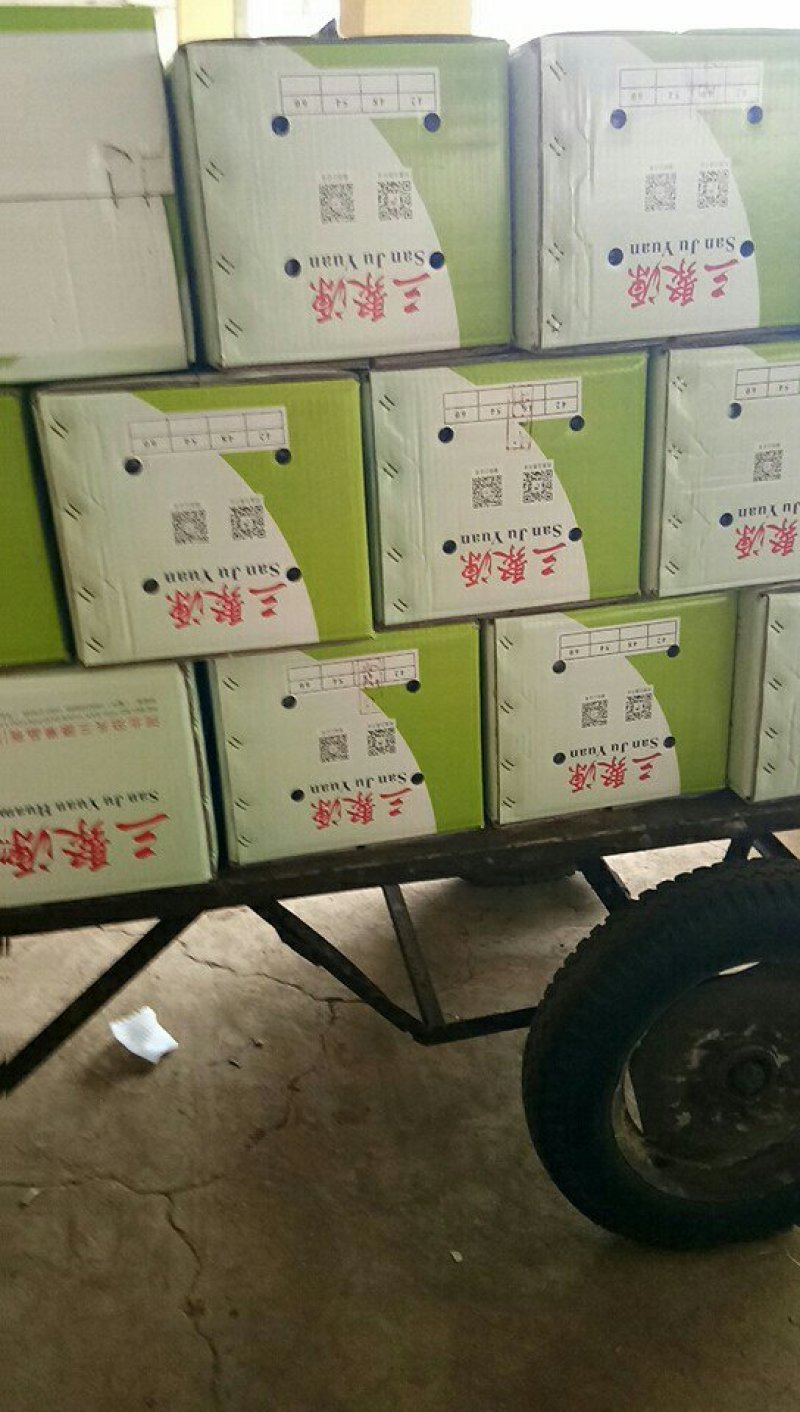 河北精品水晶梨产地发货一手货源欢迎来电