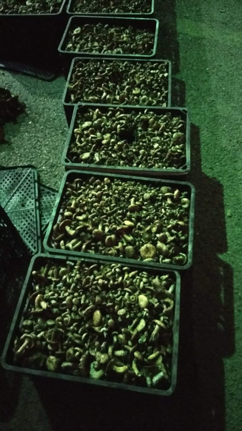 新鲜野生菌枞树菇松乳菇三九菇乌枞菌谷熟菌铜绿寒菌松树菌