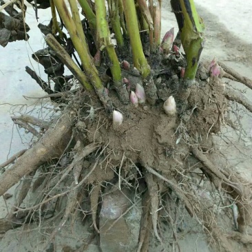 观赏牡丹，观赏白勺