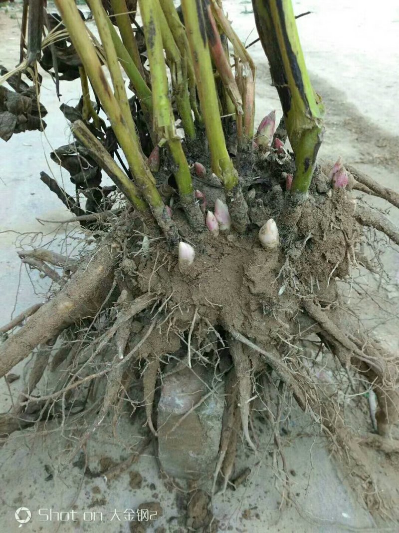 观赏牡丹，观赏白勺