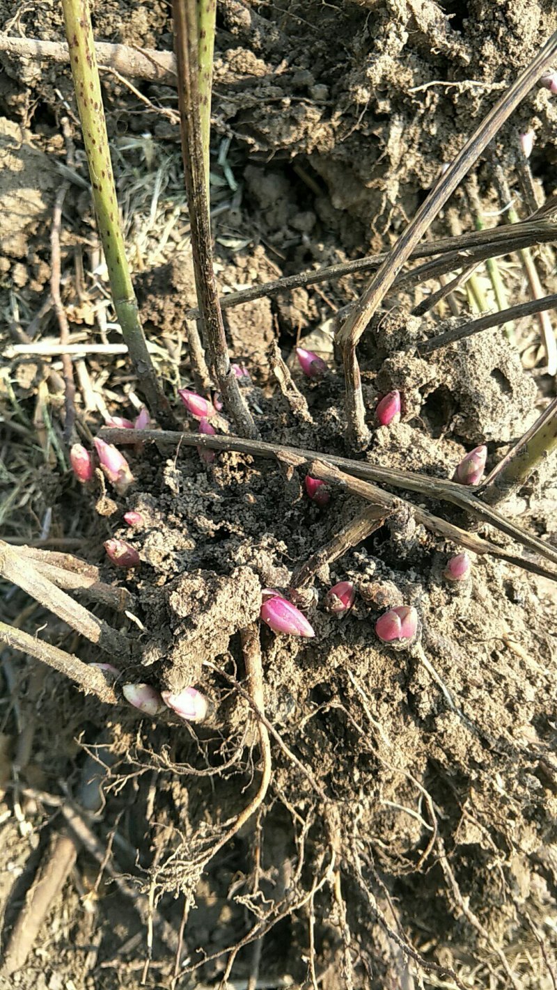 观赏牡丹，观赏白勺