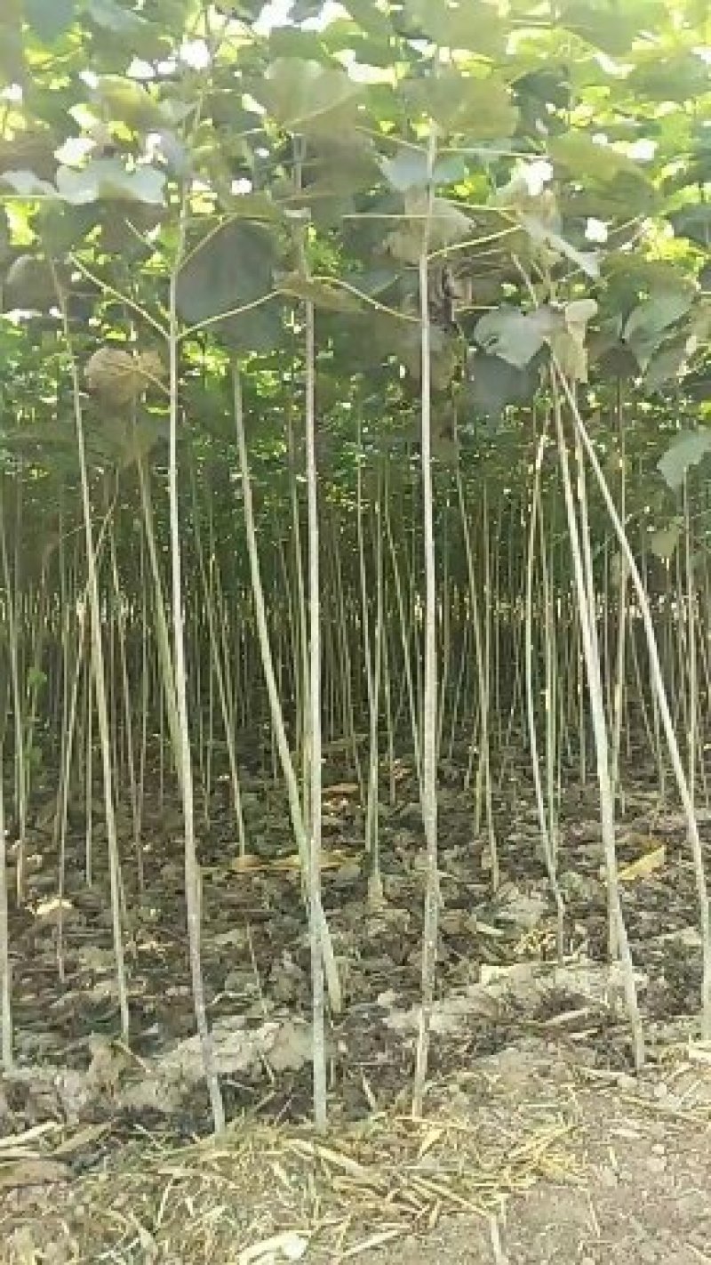 梓树苗