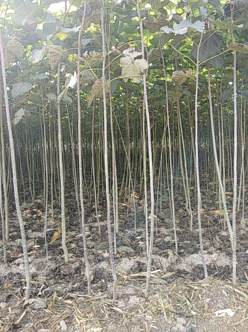 梓树苗