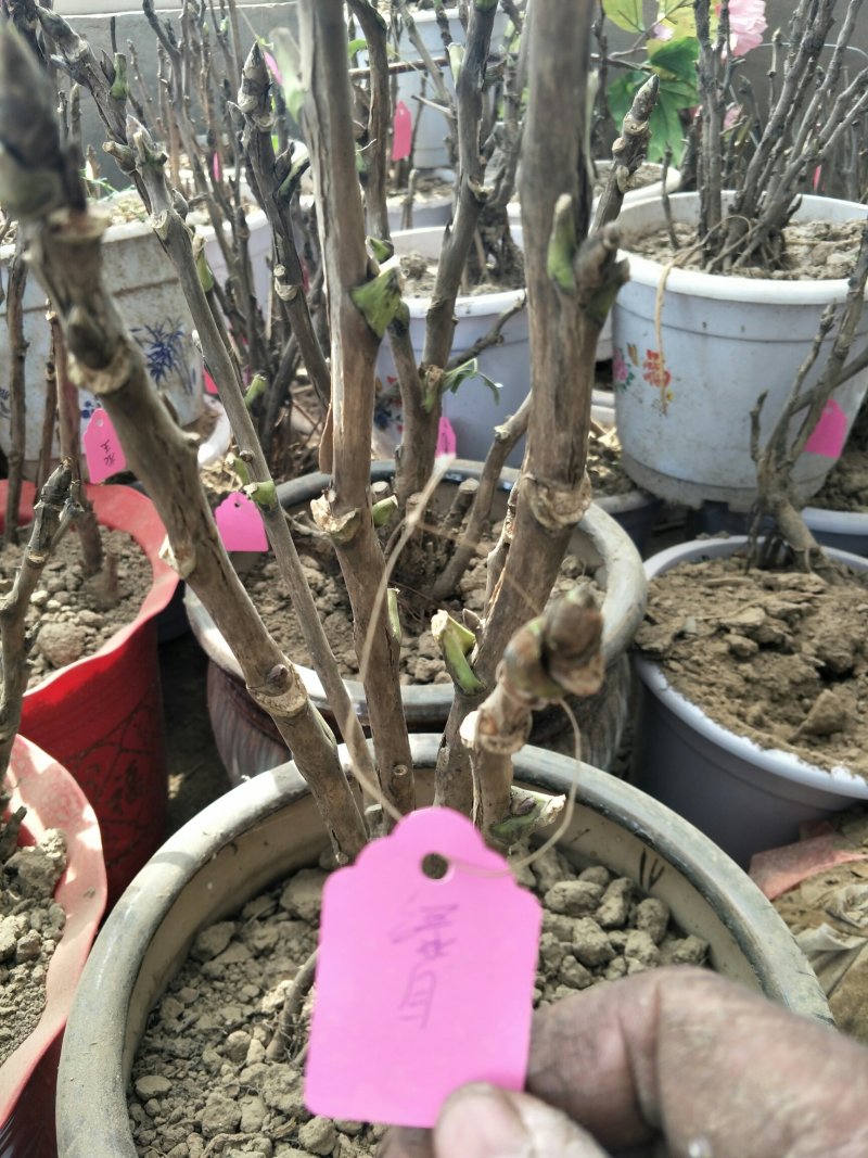 观赏牡丹