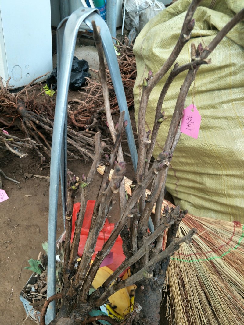 观赏牡丹