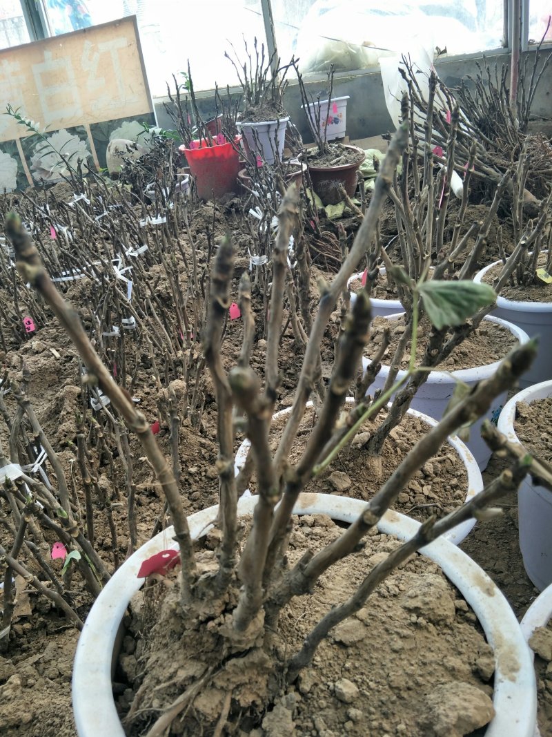 观赏牡丹