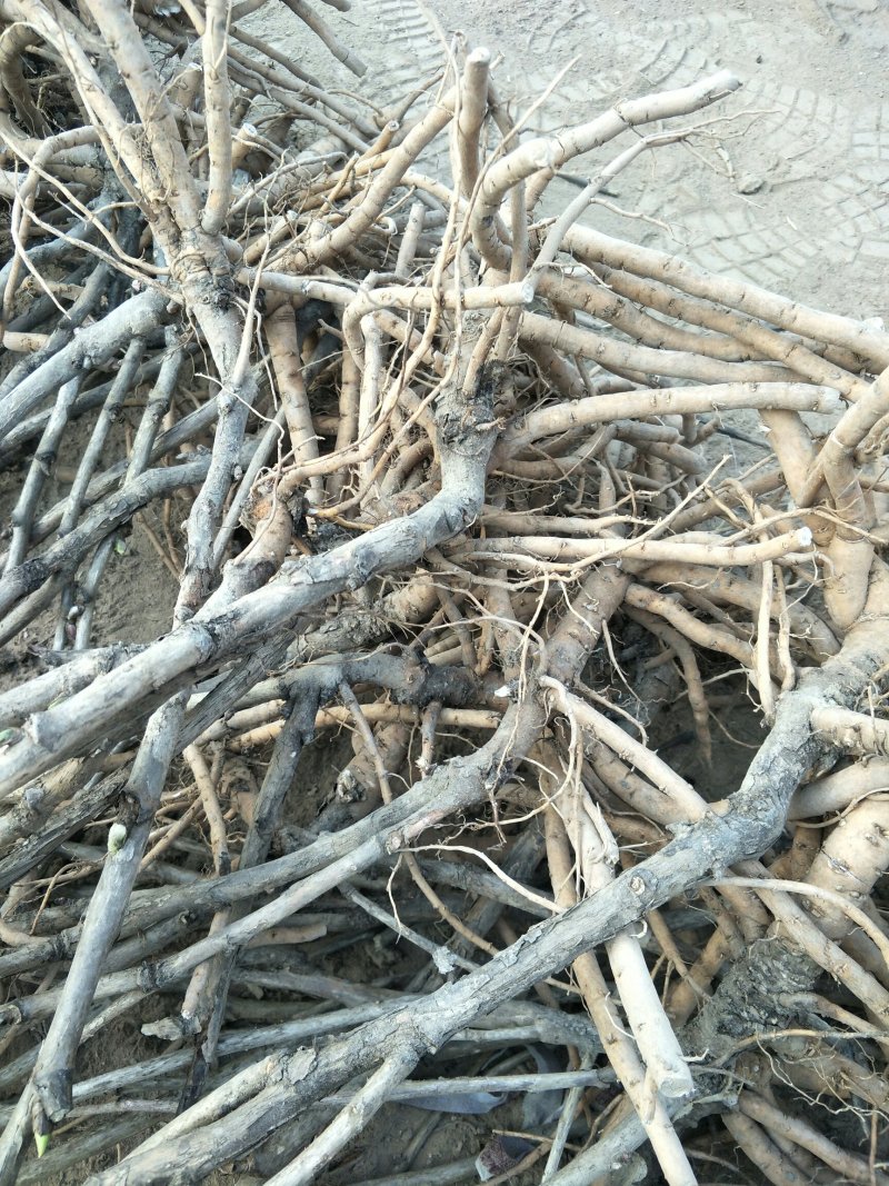观赏牡丹