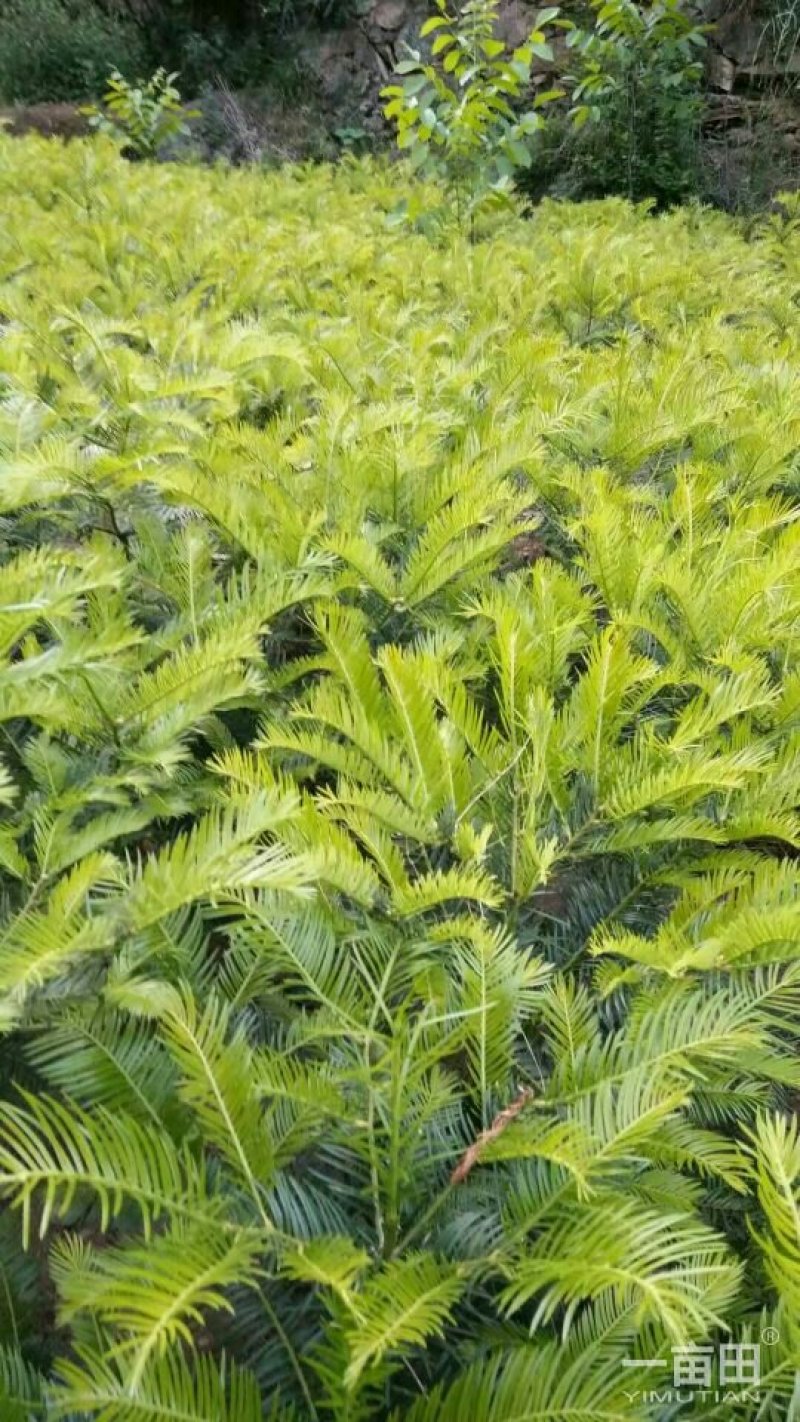 三尖杉基地直销物美价廉欢迎选购