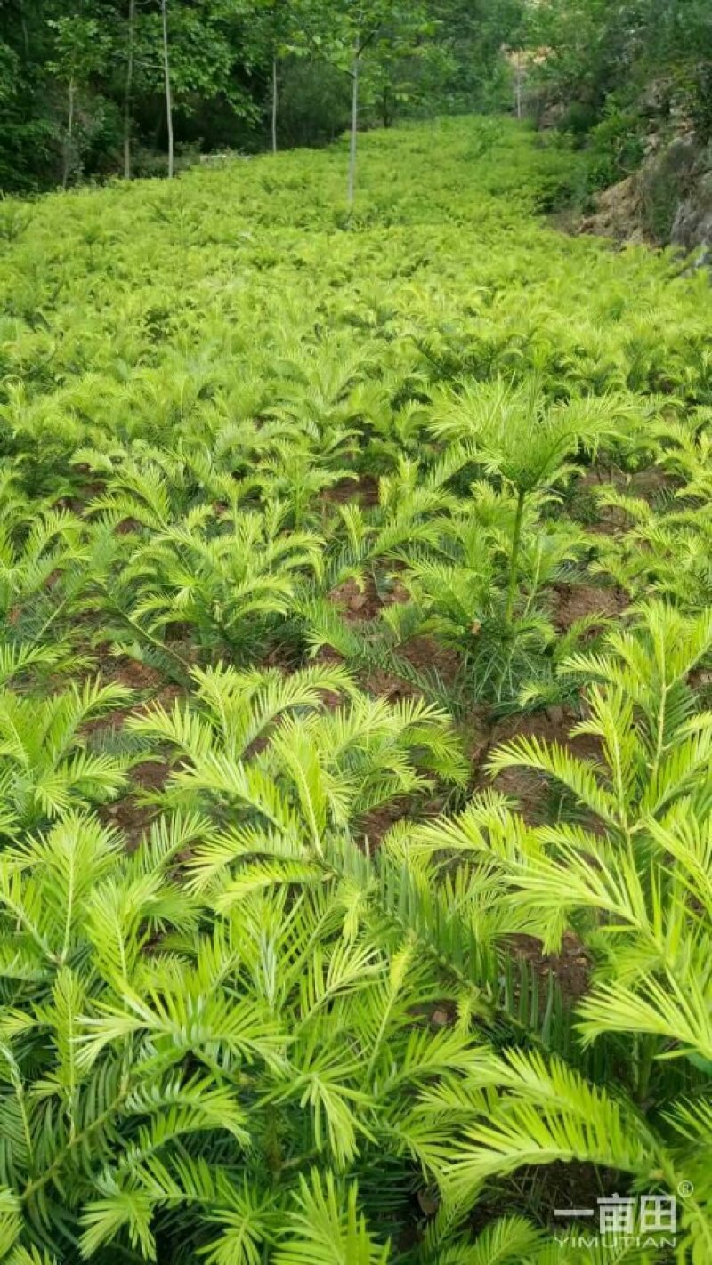 三尖杉基地直销物美价廉欢迎选购