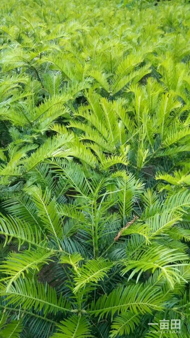 三尖杉基地直销物美价廉欢迎选购