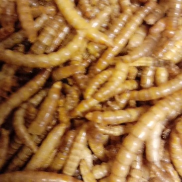 黄粉虫供应