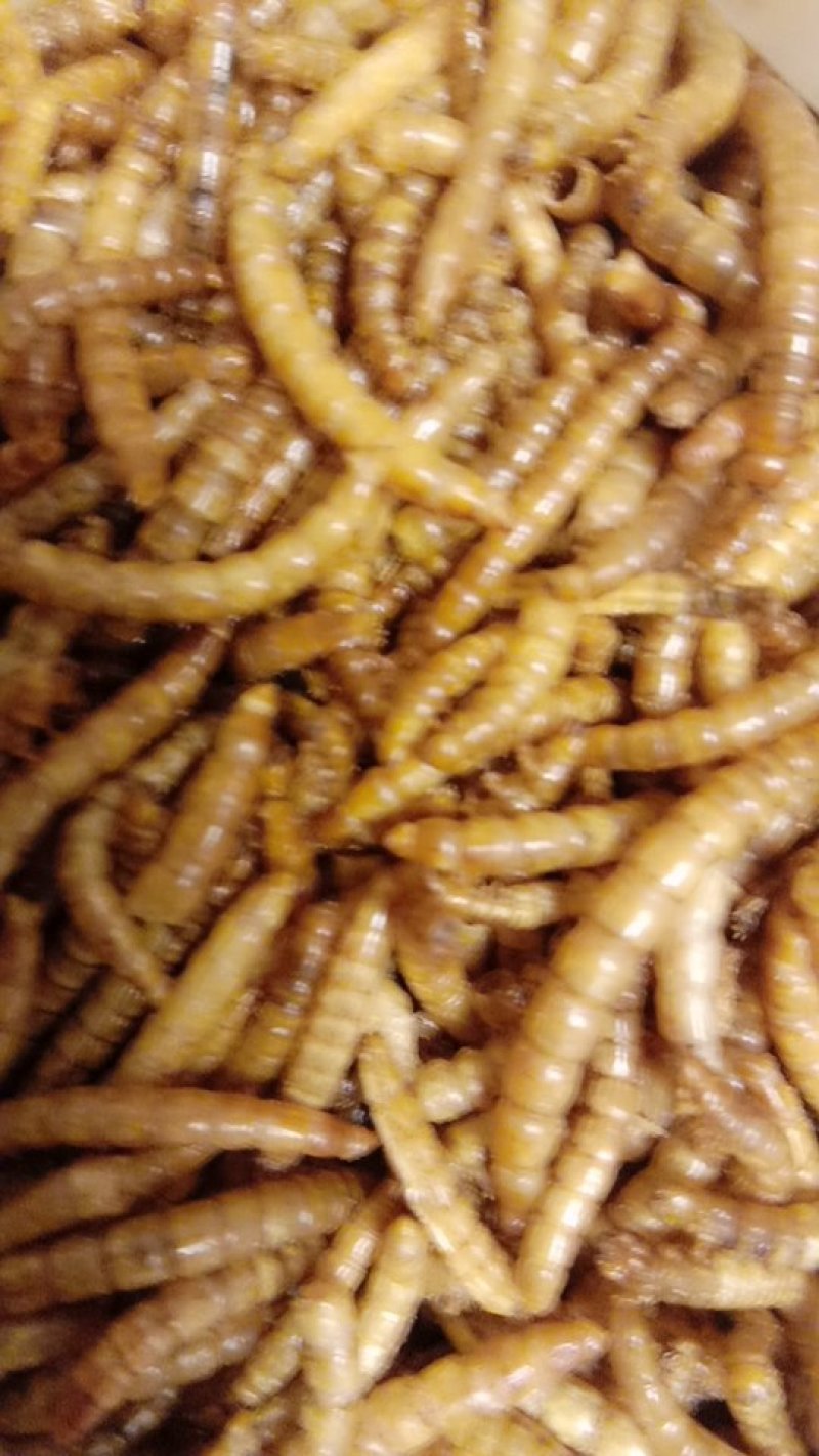 黄粉虫供应