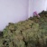 鸡骨草