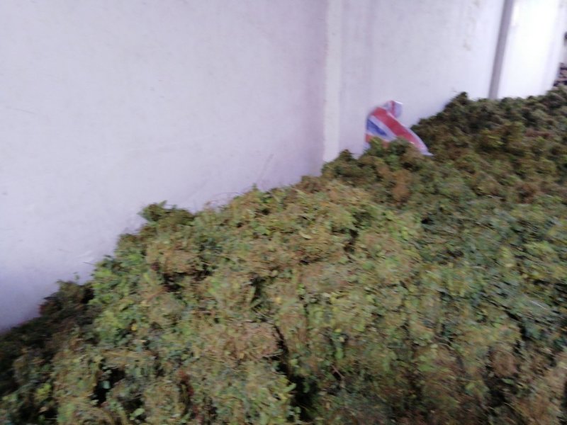 鸡骨草
