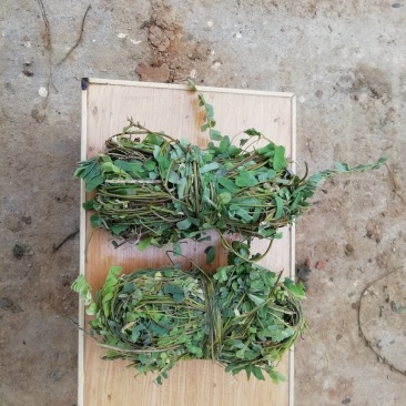 鸡骨草