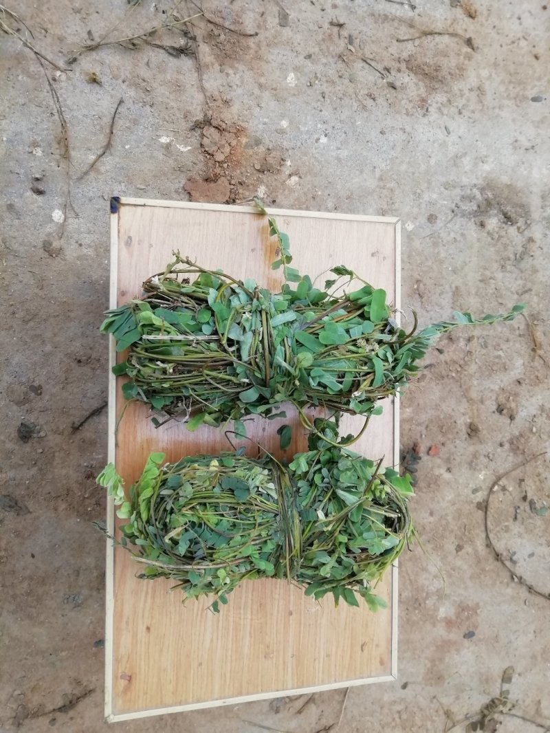 鸡骨草