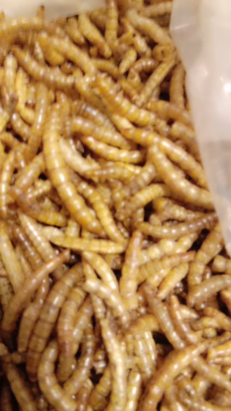 黄粉虫供应