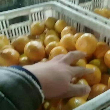 水果